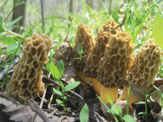 Where to Find Morel Mushrooms